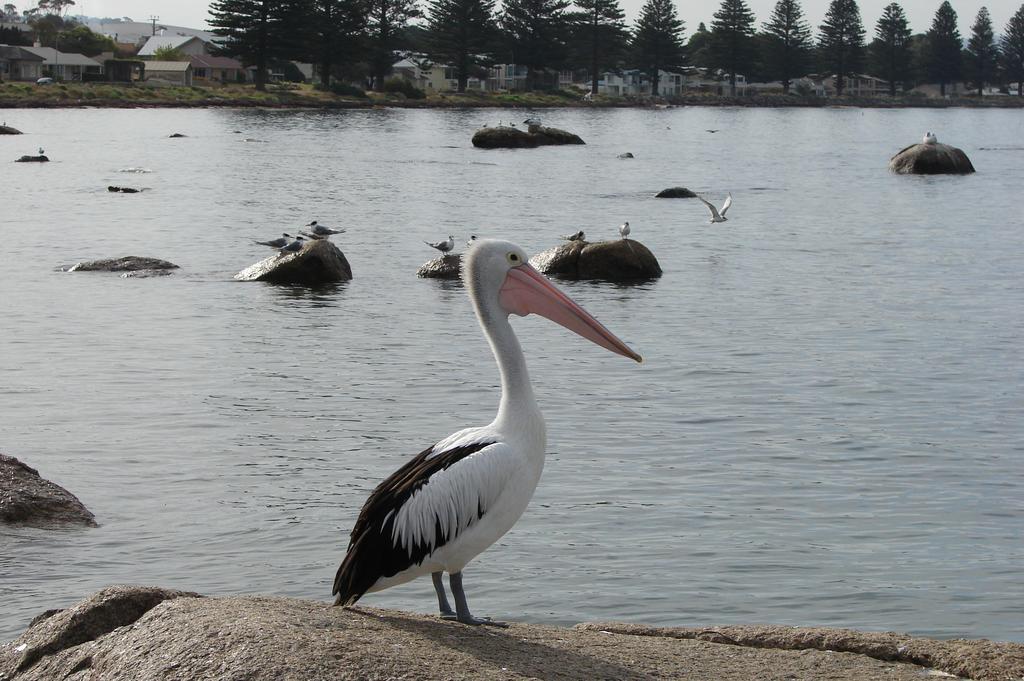Austiny Bed And Breakfast Victor Harbor Exterior foto