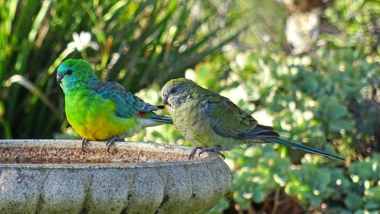 Austiny Bed And Breakfast Victor Harbor Exterior foto